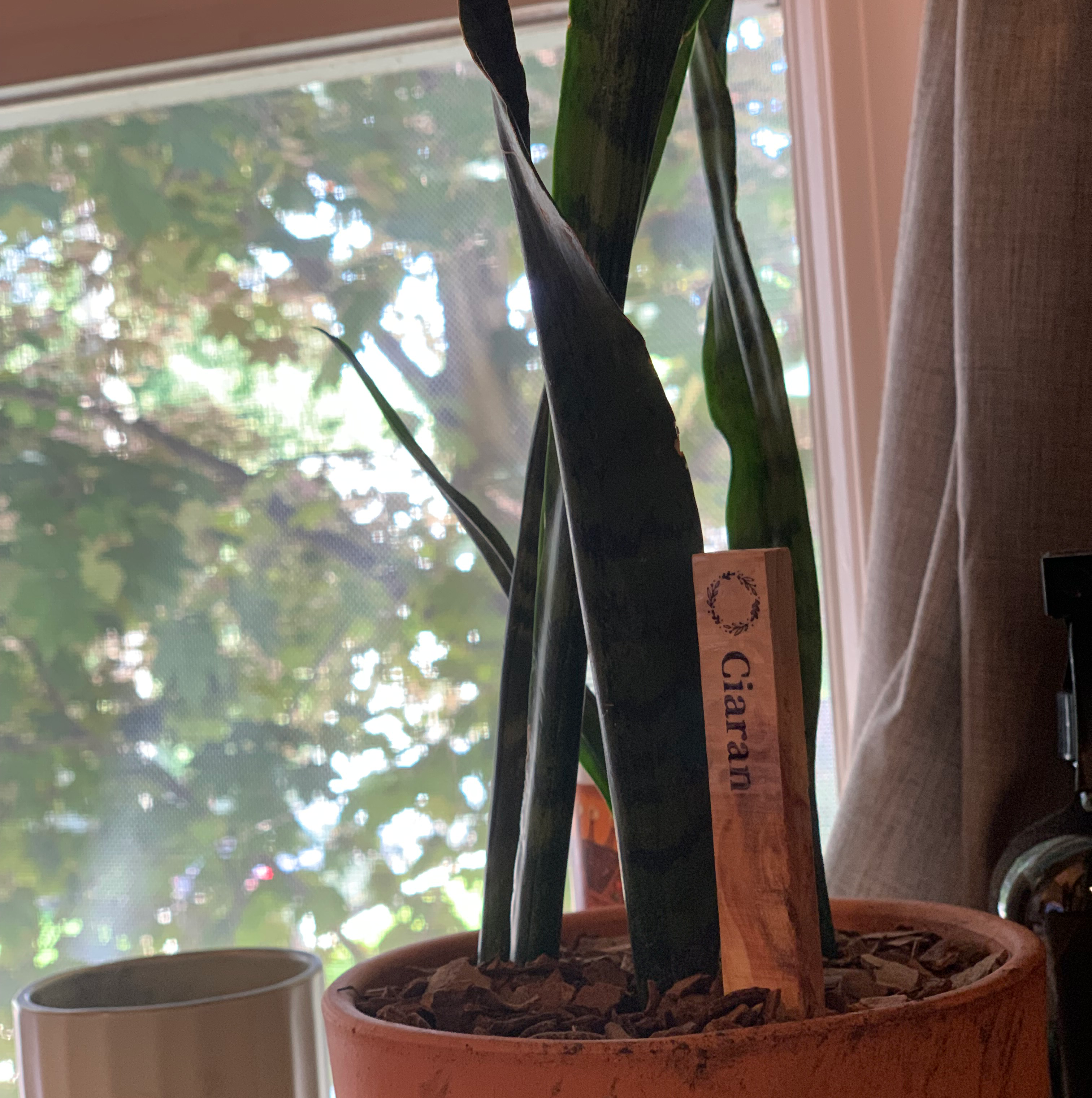 Black Coral Snake Plant in a pot with visible soil, healthy leaves, and a name tag.