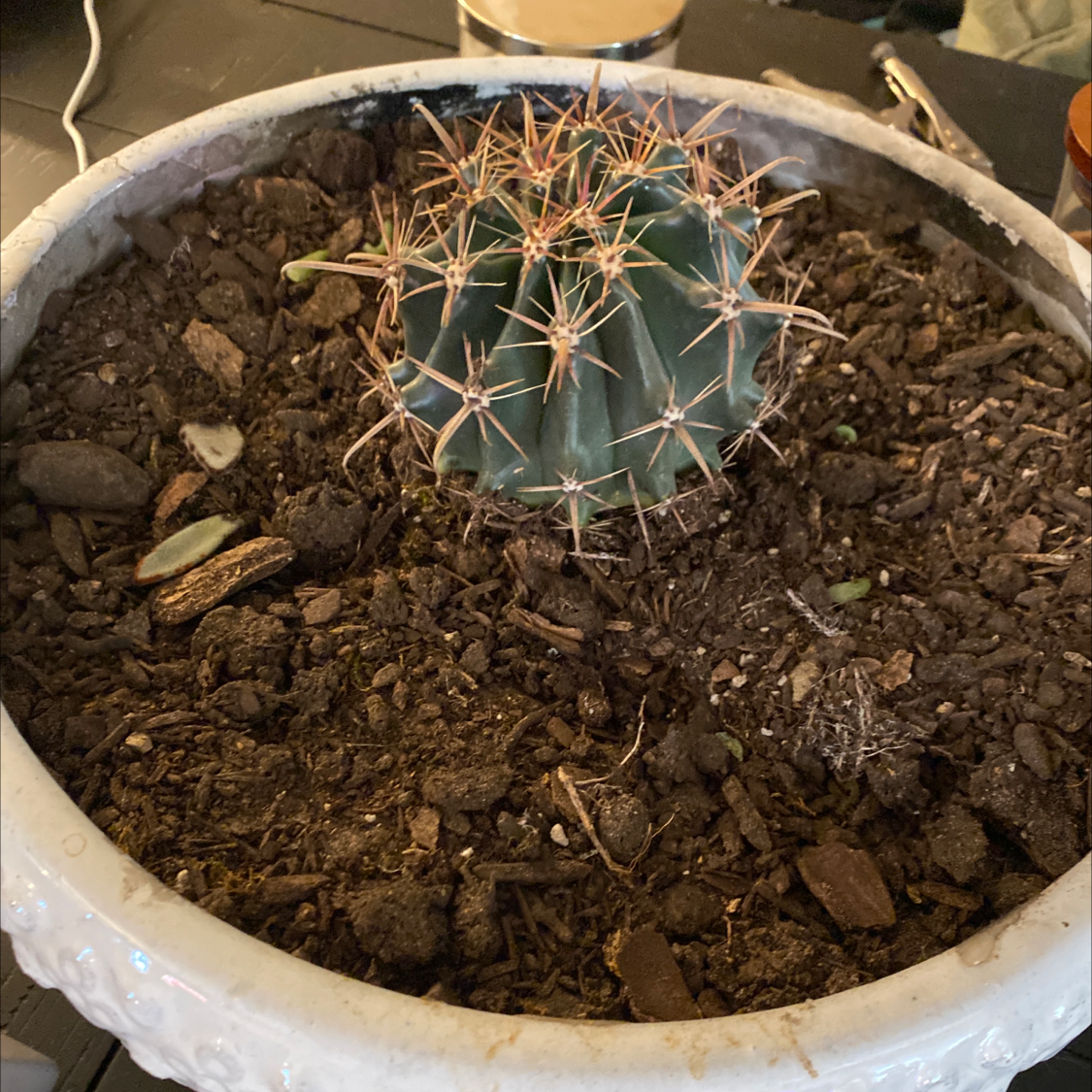 A small Devil's Pincushion cactus in a pot with visible soil.