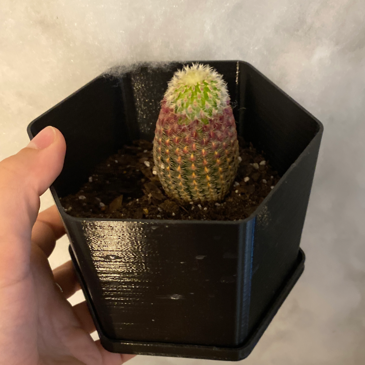 Comb Hedgehog Cactus in a black hexagonal pot, held by a hand.