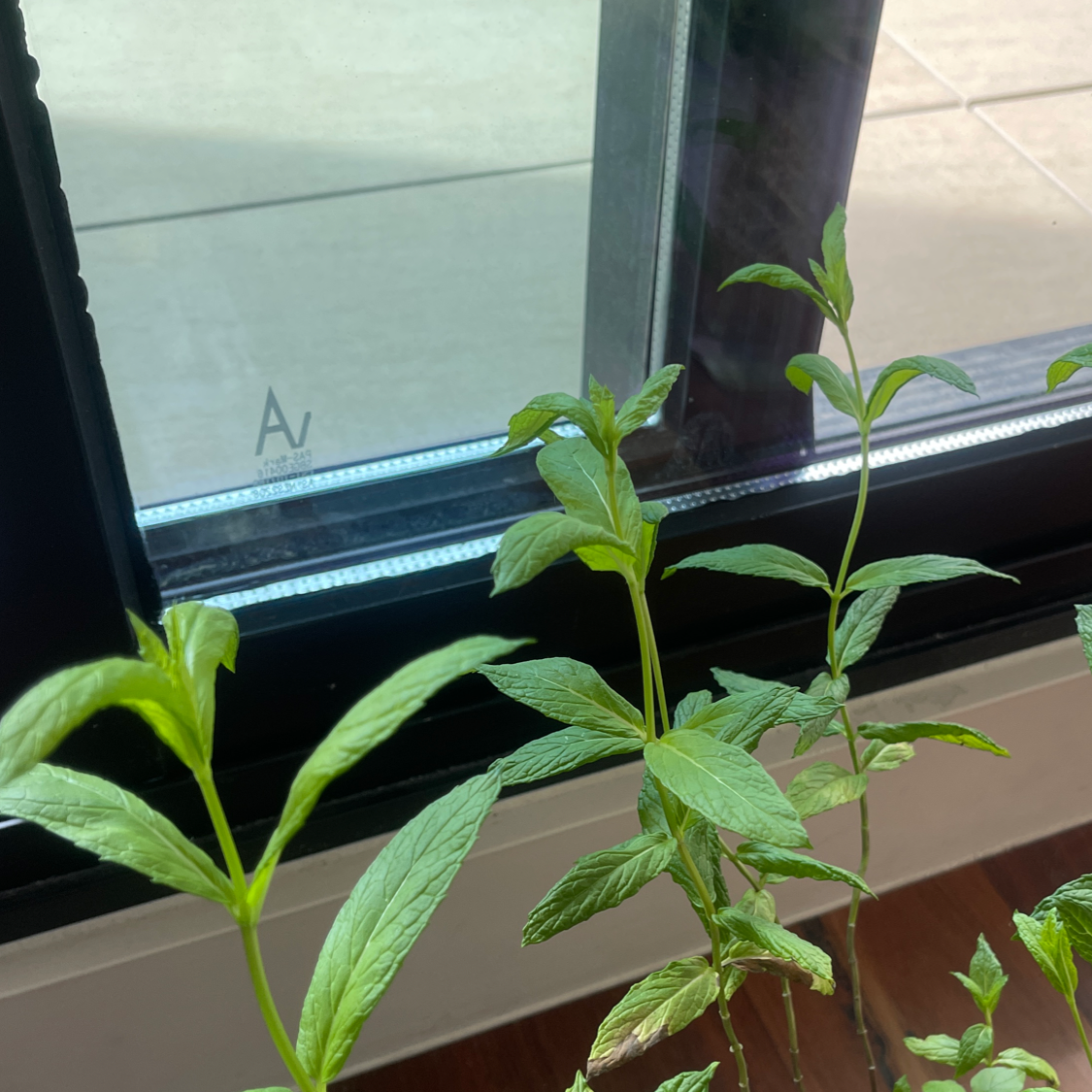 Photo of the plant species Horse Mint by Raymond named Mints on Greg, the plant care app