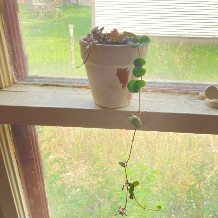 String of Hearts plant photo by @miahbark named Scarlett on Greg, the plant care app.