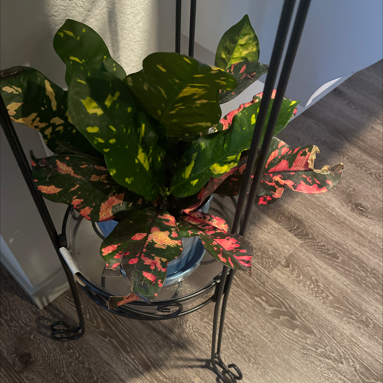 Croton Mammy plant with vibrant, multicolored leaves in a pot on a metal stand.