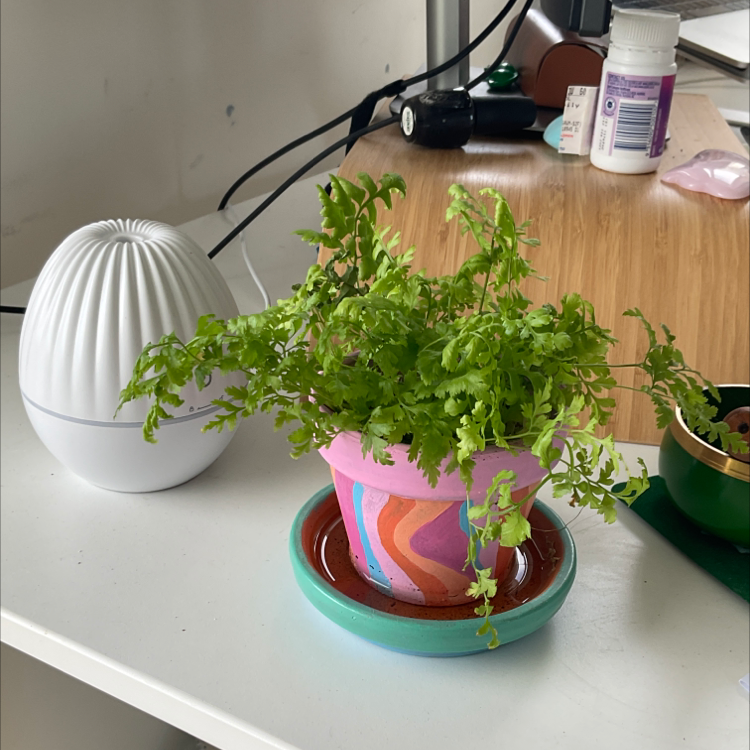 Potted Parsley Fern with green fronds in a colorful pot on a desk.