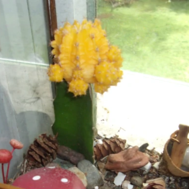 Moon Cactus plant photo by @Jobileeline named Cacti on Greg, the plant care app.