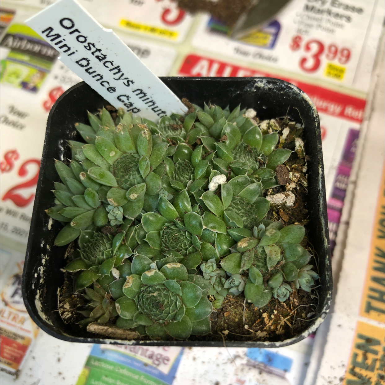 Photo of the plant species Mini Dunce Cap by @Audra68 named Dopey on Greg, the plant care app
