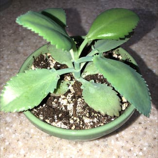 Mother of Thousands plant in Canton, Ohio
