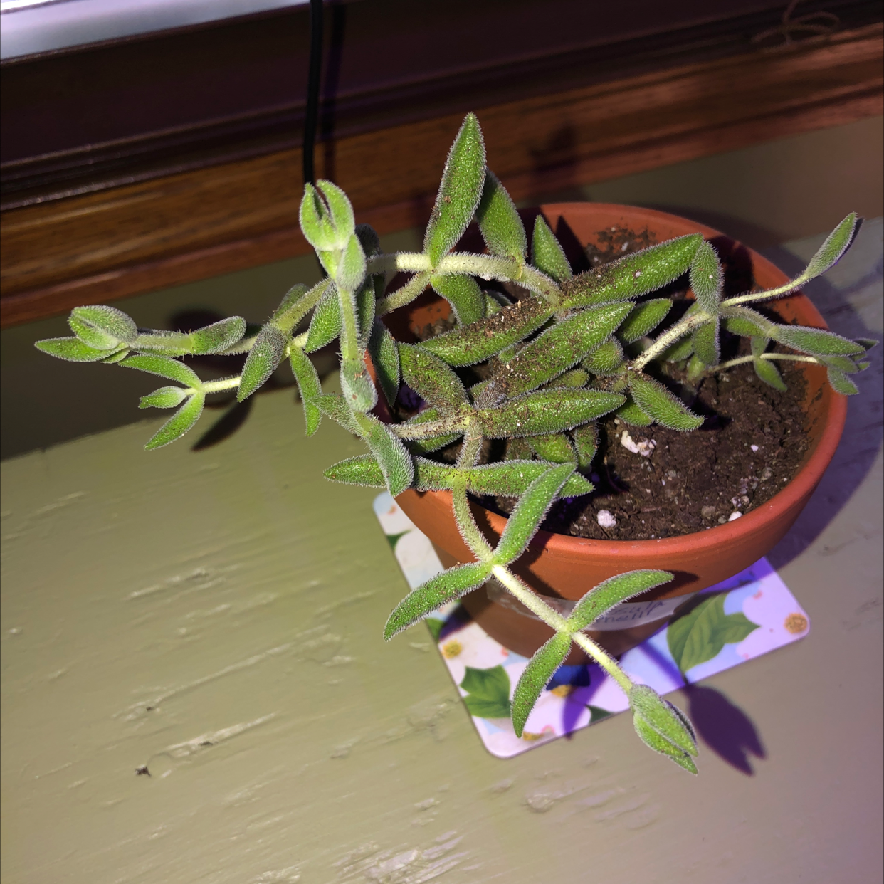 Photo of the plant species Crassula Tenelli by @Audra68 named Your plant on Greg, the plant care app