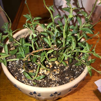 String of Dolphins plant in Canton, Ohio