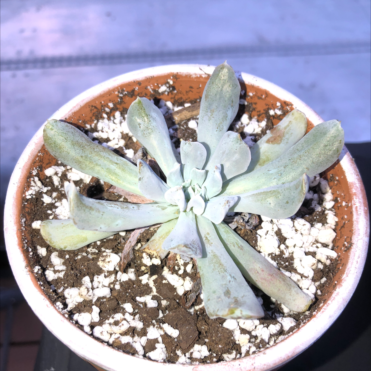 Echeveria 'Topsy Turvy' succulent in a pot with visible soil and some leaf browning.