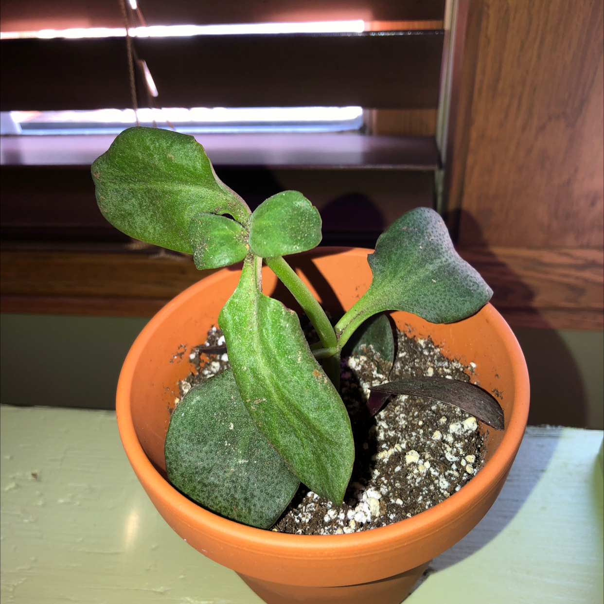 Photo of the plant species Pondo Cliff Crassula by @Audra68 named Your plant on Greg, the plant care app