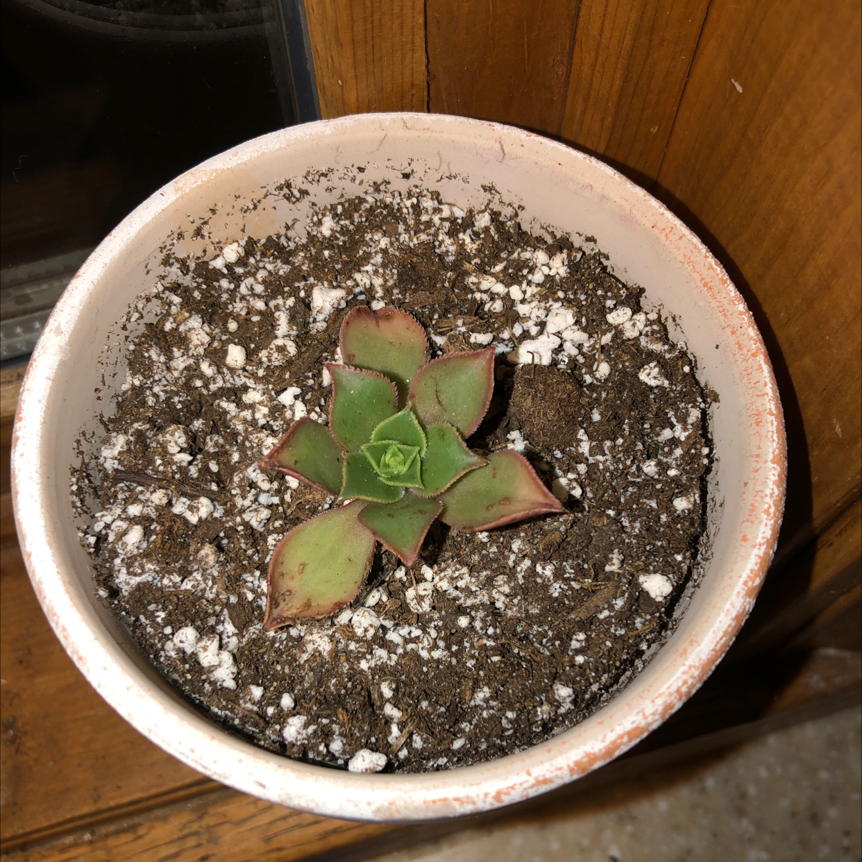 Aeonium 'Kiwi' plant in a pot with visible soil and some browning at leaf edges.