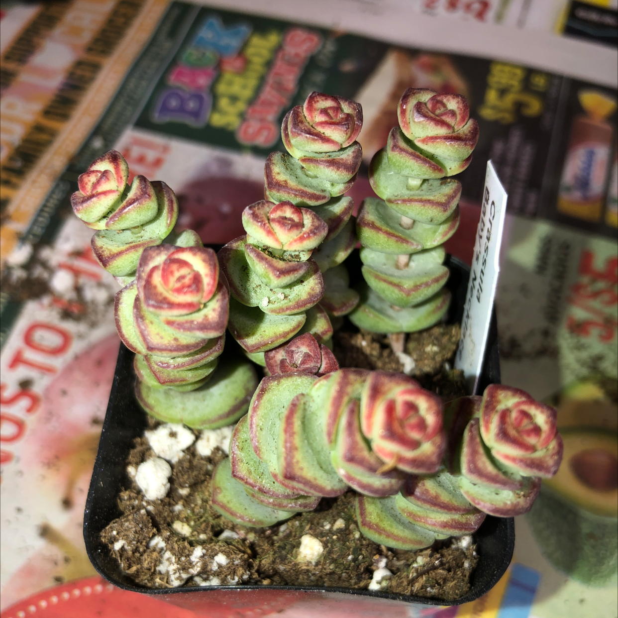 Photo of the plant species Crassula Rupestris by @Audra68 named Your plant on Greg, the plant care app