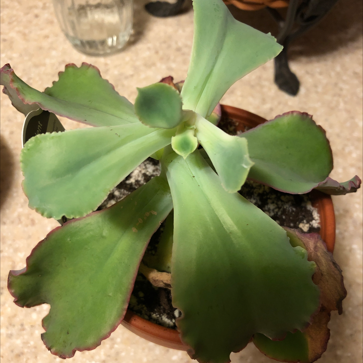 Photo of the plant species Echeveria Gibbiflora by @Audra68 named Aldi on Greg, the plant care app