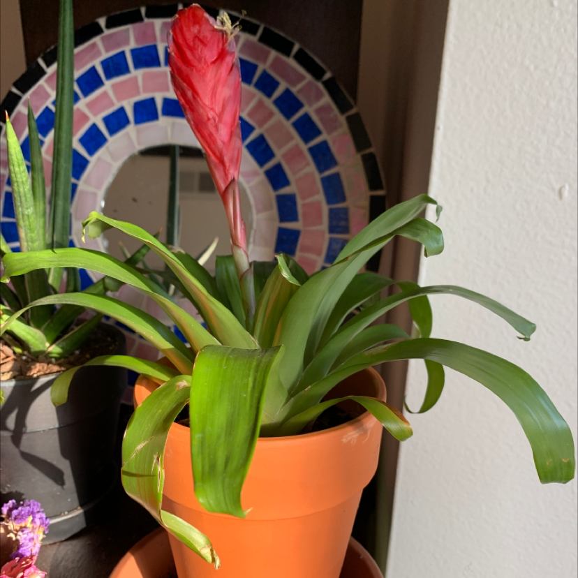 Flaming Sword Bromeliad in a terracotta pot with a red flower spike and green leaves.