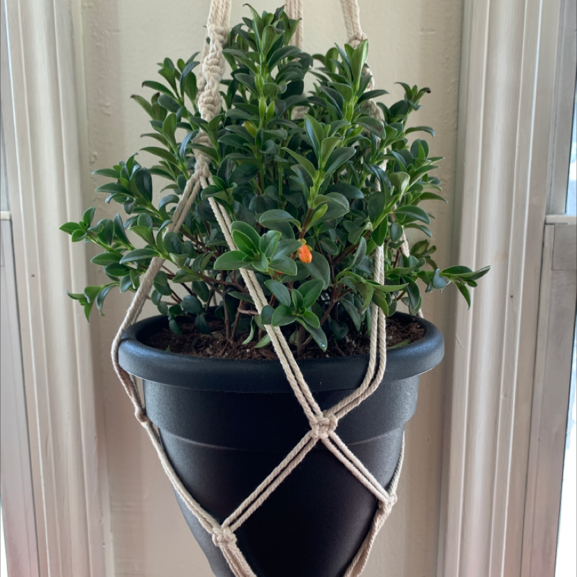 Goldfish Plant in a hanging pot with green leaves and an orange flower.