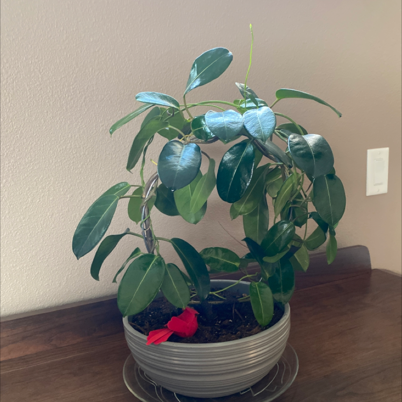 Stephanotis plant in a pot on a wooden surface with green leaves and visible soil.