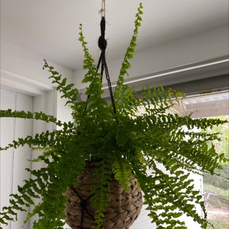 Boston Fern plant in Thornleigh, New South Wales