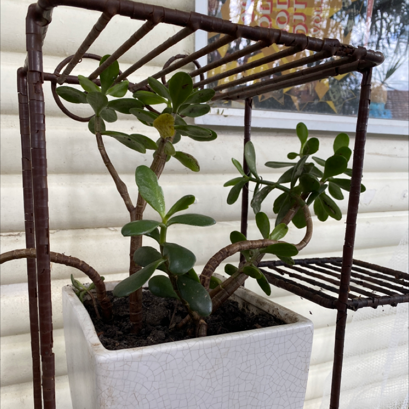 Lucky Plant plant photo by @theajohnson named kadey on Greg, the plant care app.