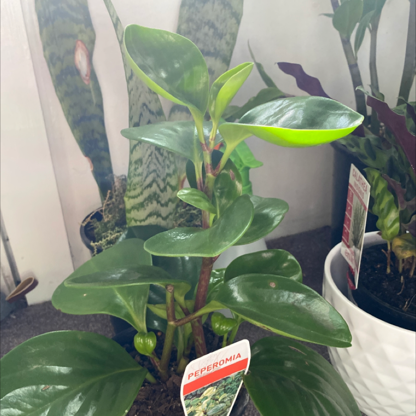 Baby Rubber Plant plant photo by @theajohnson named ￼ pepperoni on Greg, the plant care app.