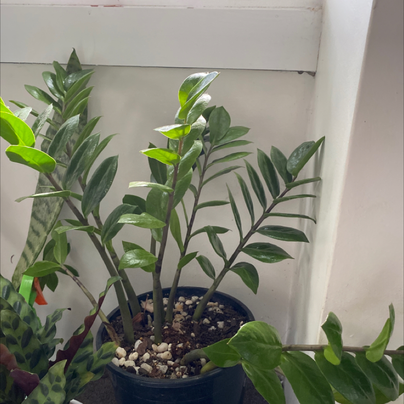 Zamioculcas Zamiifolia plant photo by @theajohnson named Cerys on Greg, the plant care app.