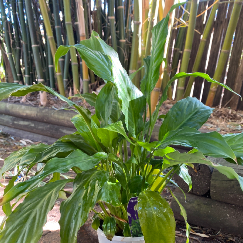 Peace Lily plant photo by @theajohnson named Ella on Greg, the plant care app.
