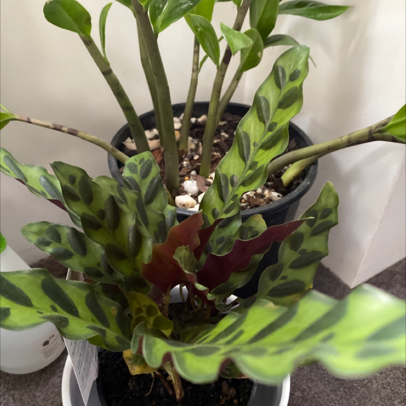 Rattlesnake Plant plant photo by @theajohnson named Dia on Greg, the plant care app.