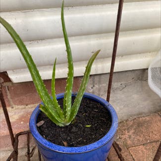 Aloe vera plant in Thornleigh, New South Wales
