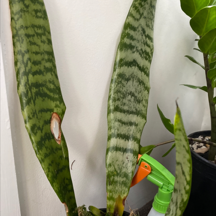 Snake Plant plant photo by @theajohnson named steve on Greg, the plant care app.