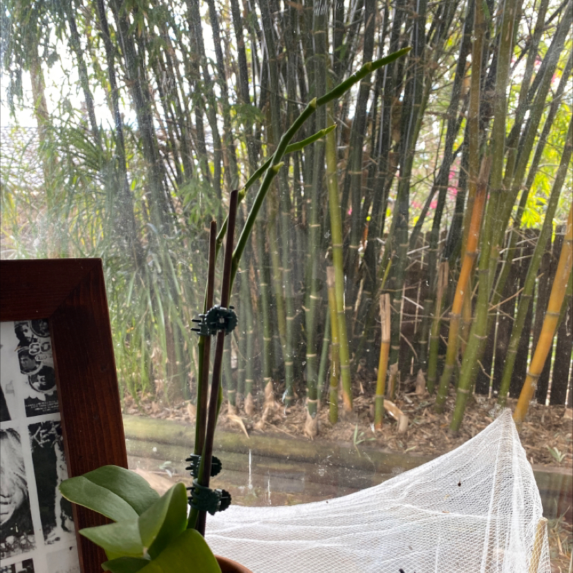 Moon Orchid plant photo by @theajohnson named Gobi on Greg, the plant care app.