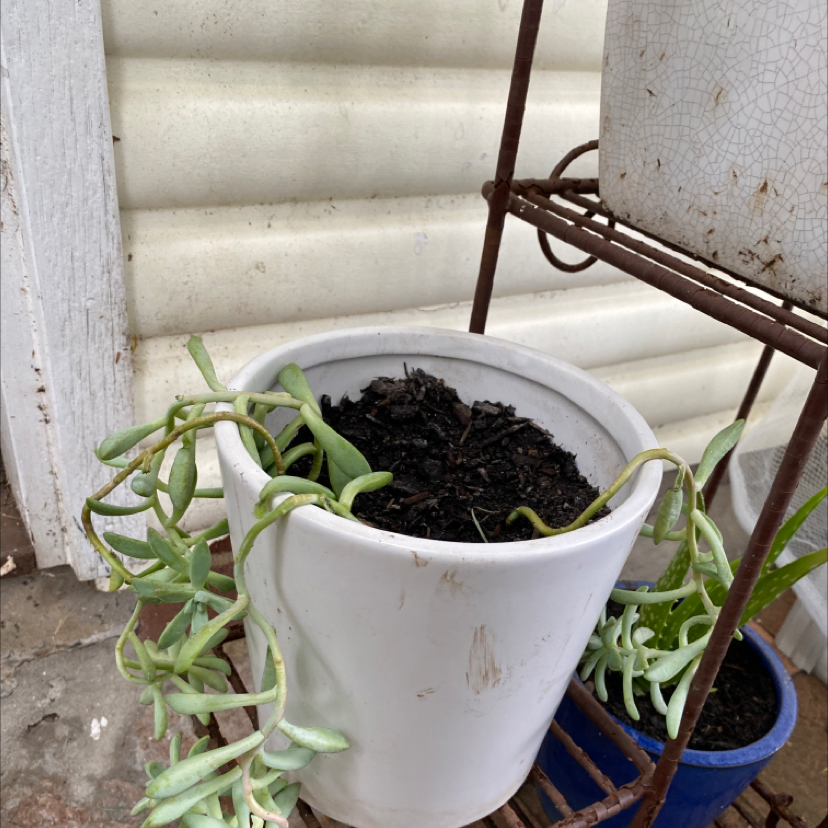 String of Bananas plant photo by @theajohnson named yummy on Greg, the plant care app.