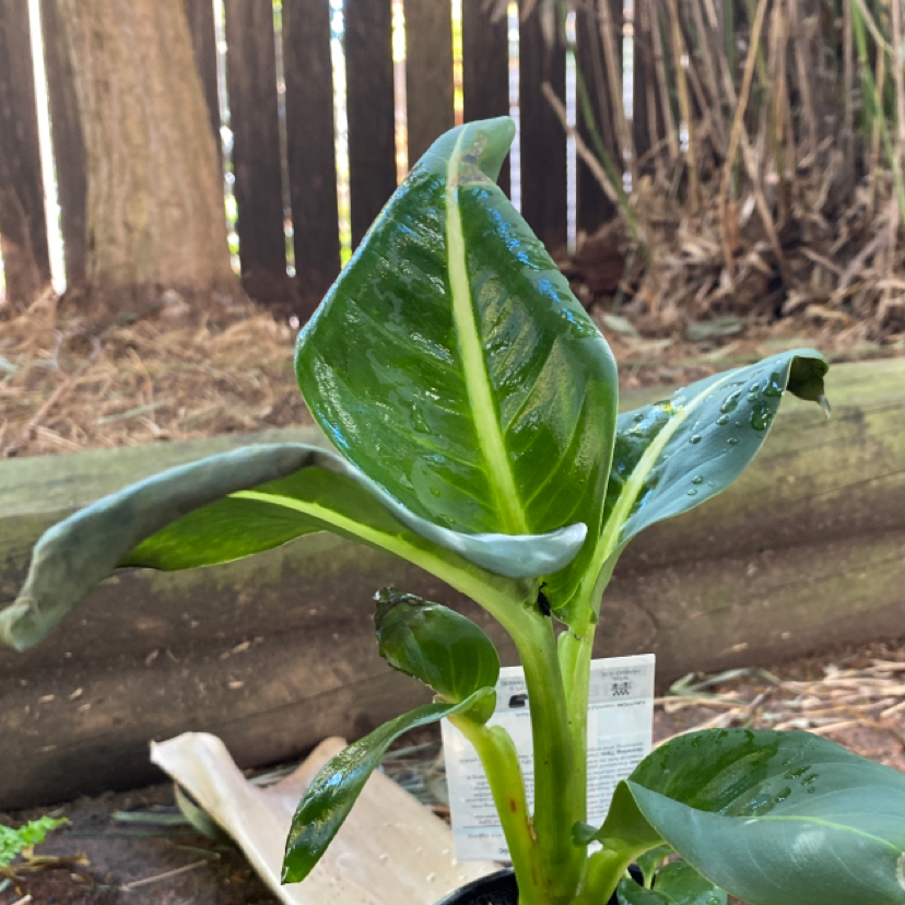 Photo of the plant species Green Magic Dumb Cane by @theajohnson named Bronte on Greg, the plant care app