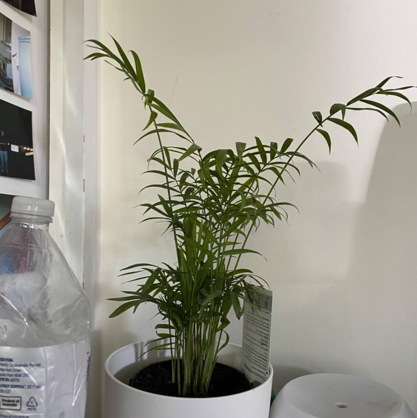 Parlour Palm plant photo by @theajohnson named Mr fernside on Greg, the plant care app.