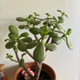 Jade plant in Thornleigh, New South Wales