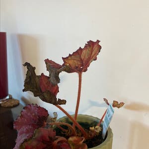 Rex Begonia plant photo by @theajohnson named red on Greg, the plant care app.