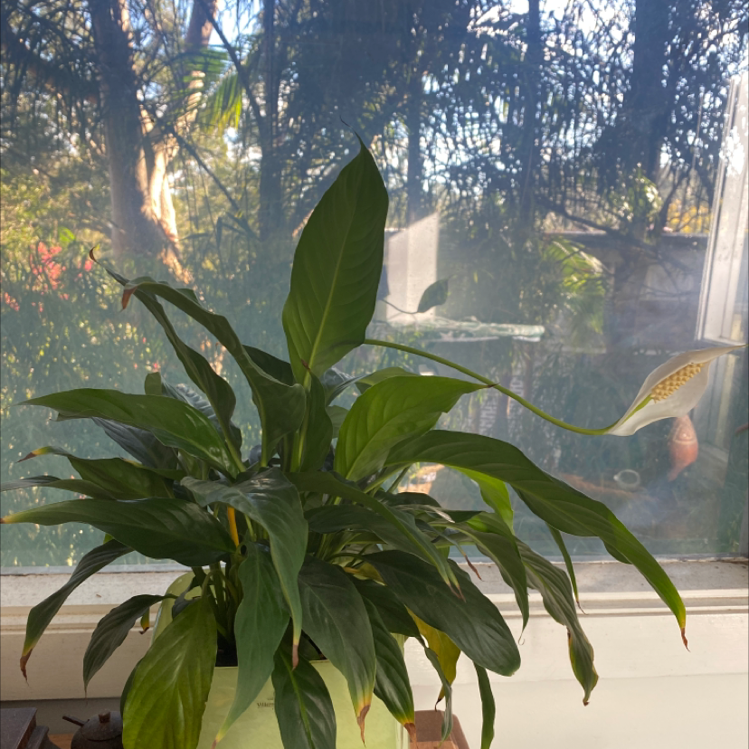 Peace Lily plant photo by @theajohnson named abbi on Greg, the plant care app.