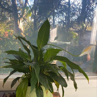 Peace Lily plant in Thornleigh, New South Wales