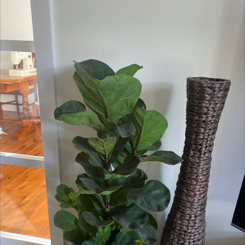 Fiddle Leaf Fig plant photo by @theajohnson named india on Greg, the plant care app.