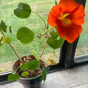 Tropaeolum Majus plant photo by @Crim named Persephone on Greg, the plant care app.
