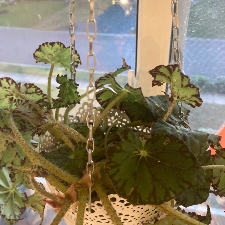 Rex Begonia plant photo by @agoose named beatrice on Greg, the plant care app.