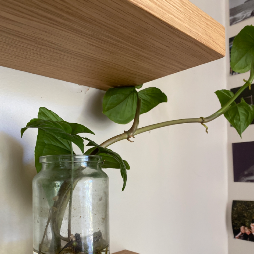 Green Arrow-Arum plant photo by @claudiacoonan named arrowhead on Greg, the plant care app.