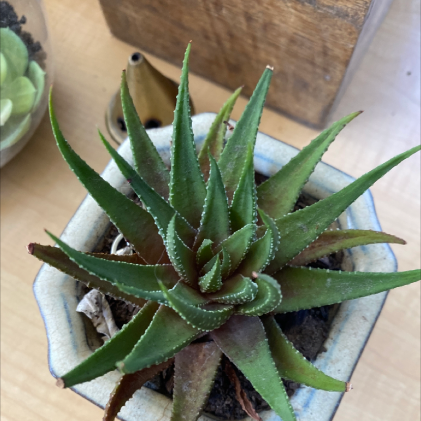 Haworthia Alba plant photo by @claudiacoonan named haworthia on Greg, the plant care app.