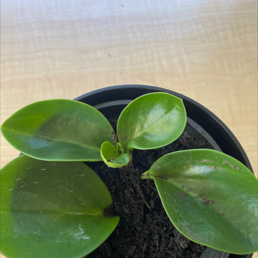 Baby Rubber Plant plant photo by @claudiacoonan named penelope on Greg, the plant care app.
