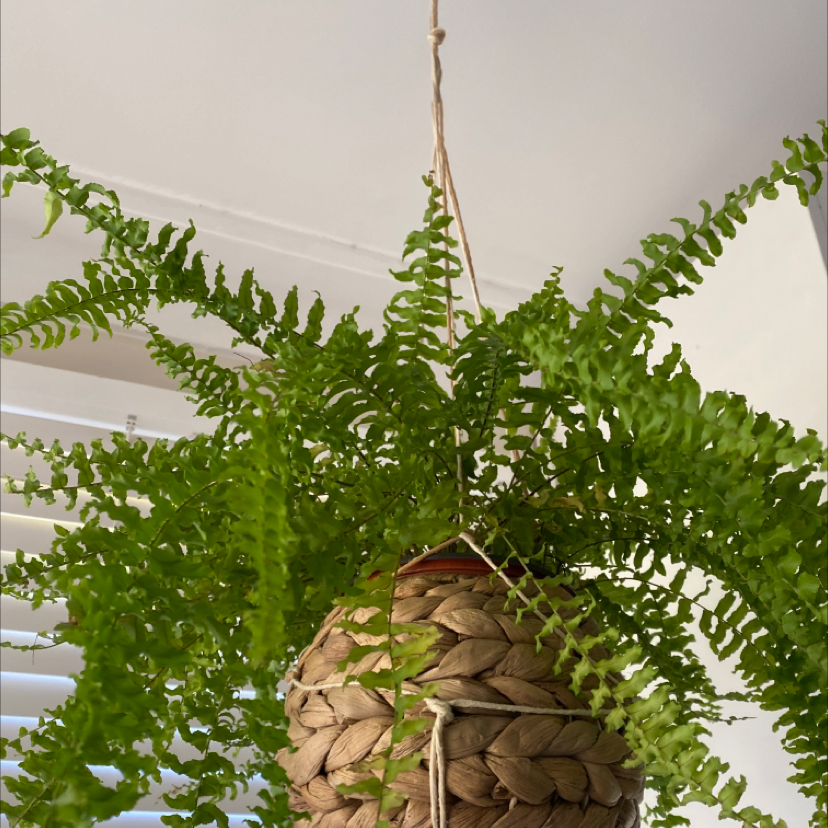 Boston Fern plant photo by @claudiacoonan named fern on Greg, the plant care app.