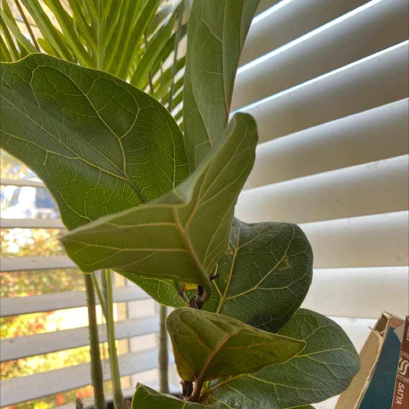 Fiddle Leaf Fig plant photo by @claudiacoonan named fig on Greg, the plant care app.