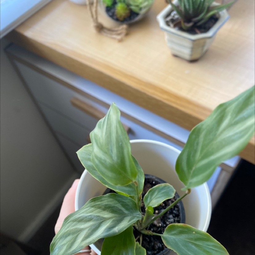 Calathea 'Freddie' plant photo by @claudiacoonan named calathea on Greg, the plant care app.