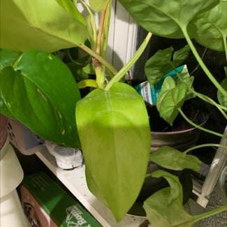 Philodendron Lemon Lime plant in Leeds, Alabama