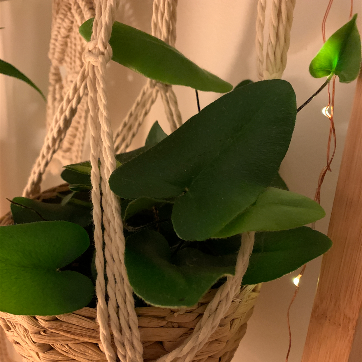 Photo of the plant species Golden Leather Fern by Cheryl named Hearty on Greg, the plant care app