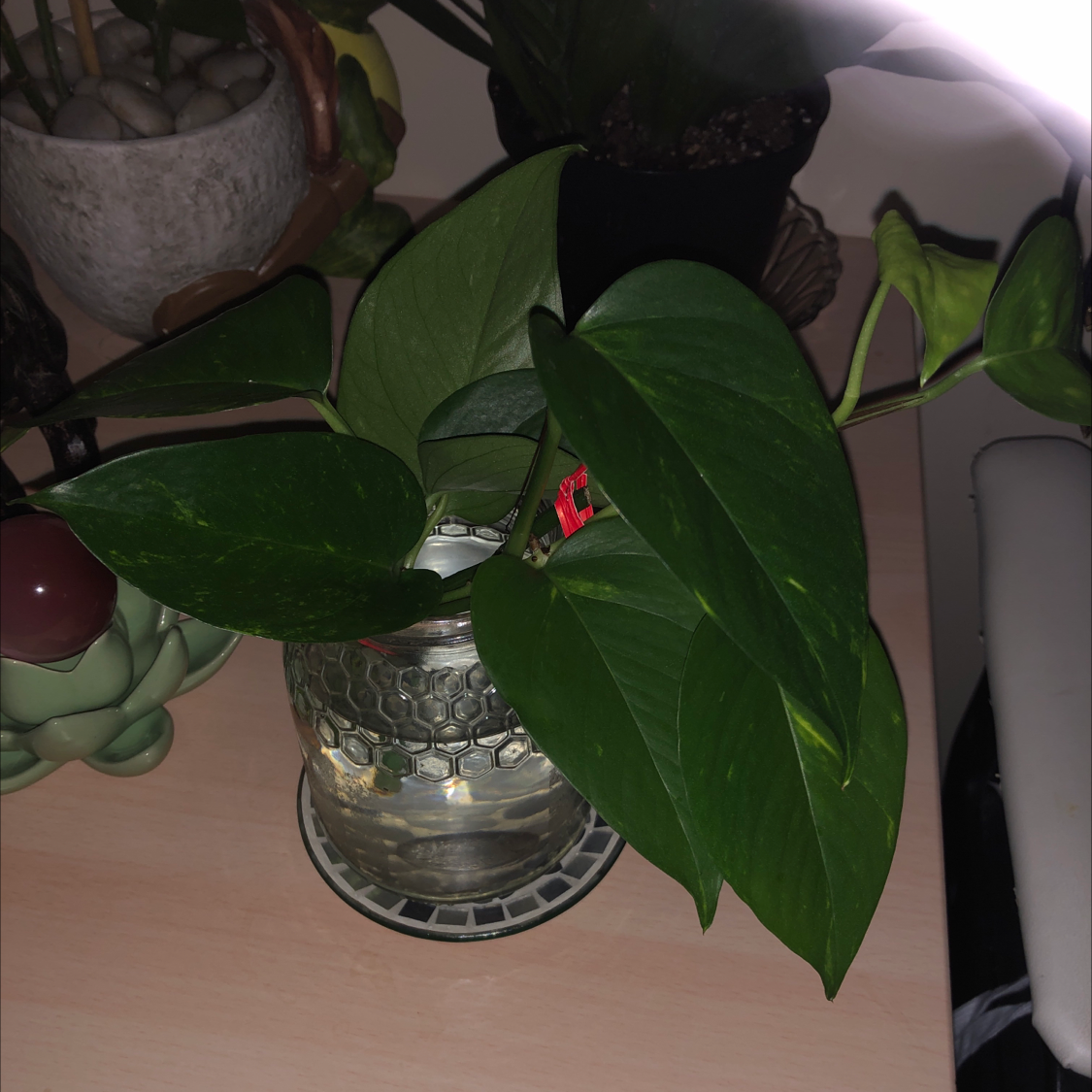 Taro Vine plant photo by @Stephanie0993 named 4 on Greg, the plant care app.