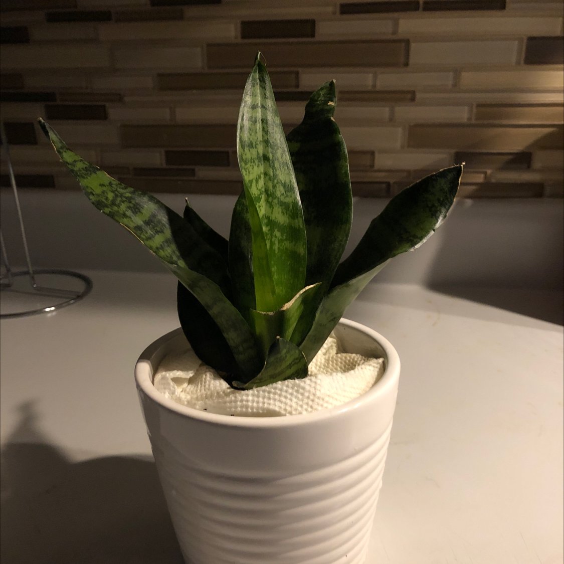 Snake Plant plant photo by @Stephanie0993 named Snaky on Greg, the plant care app.