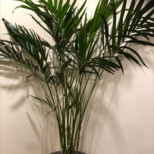Kentia Palm plant photo by @Stephanie0993 named 6 on Greg, the plant care app.
